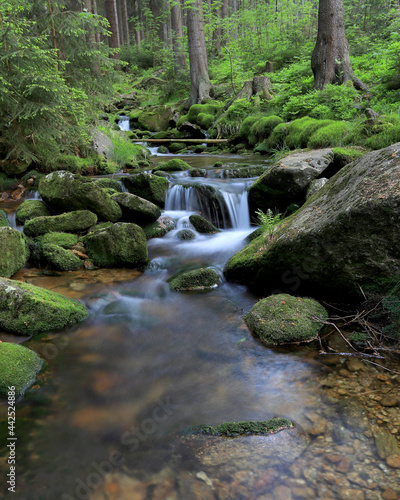 Fototapeta Naklejka Na Ścianę i Meble -  Swieradowka - a mountain stream in the Izera Mountains, Poland, Europe.