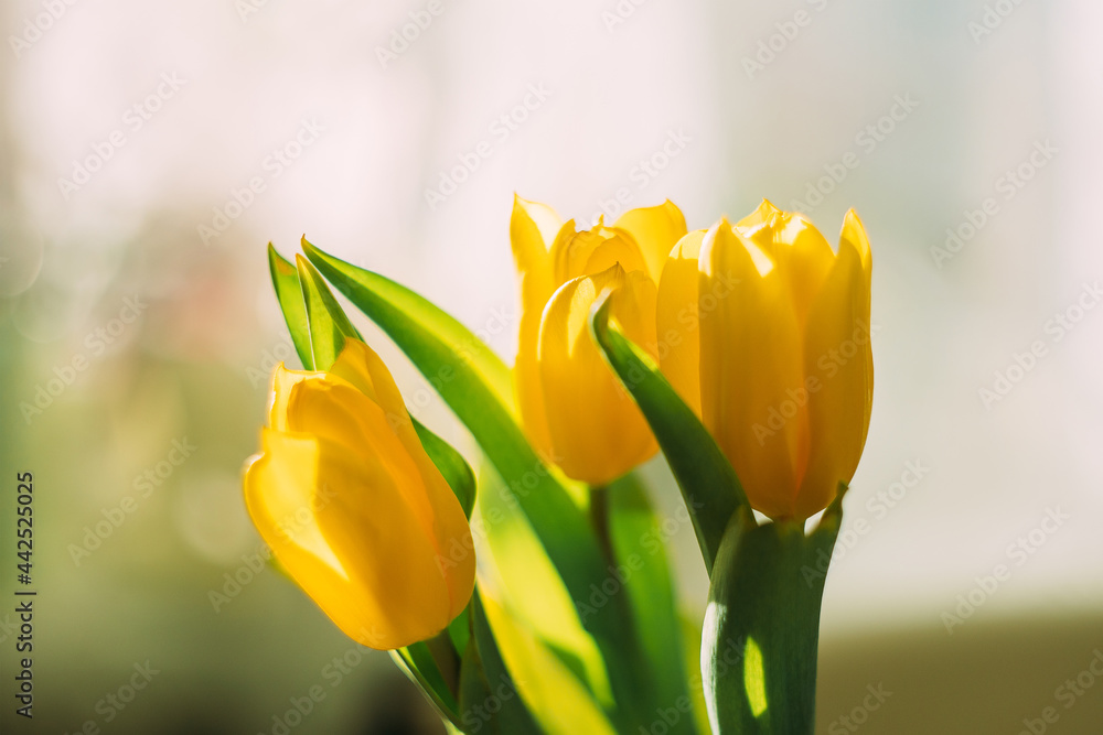 A bouquet of yellow flowers. Yellow tulips. Bouquet of tulips. Tulips. A bouquet of yellow flowers. Yellow tulips. Bouquet of tulips. Tulips.