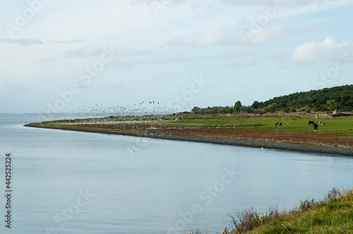 Meeuwen op Vlieland, Gulls at Vlieland photo