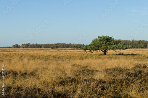 Landschap van Strabrechtse Heide, Landscape at Strabrechtse Heide © AGAMI