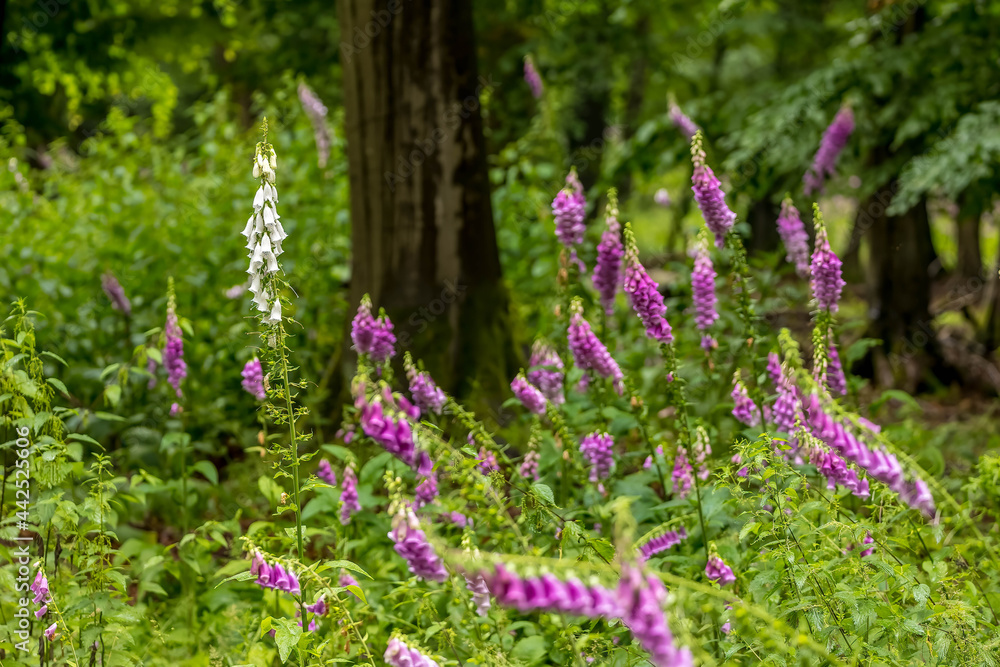 Obraz premium Beautiful thimble forest flowers at a sunny day in summer in the so called Mönchbruch natural reserve.