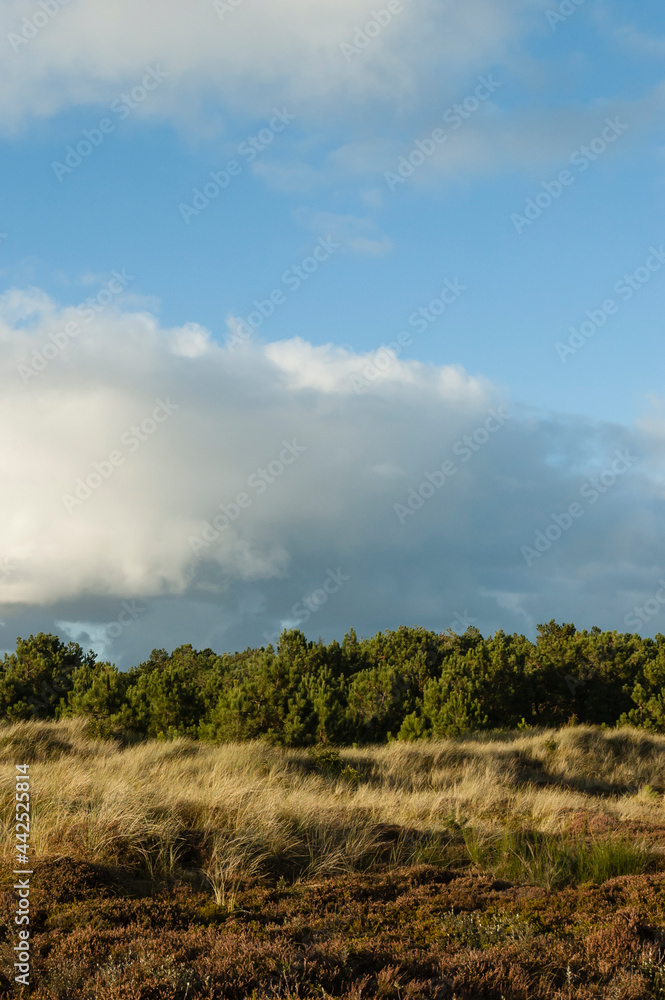 Duinen op Vlieland, Dunes at Vlieland