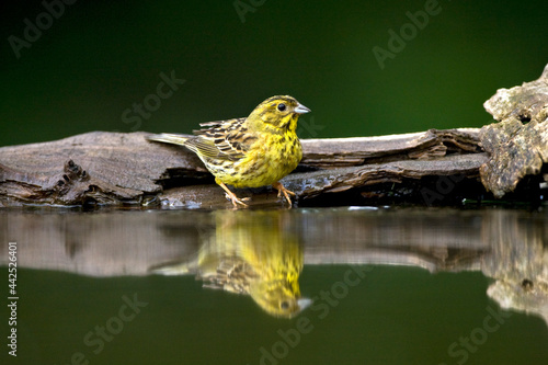 Geelgors, Yellowhammer, Emberiza citrinella photo