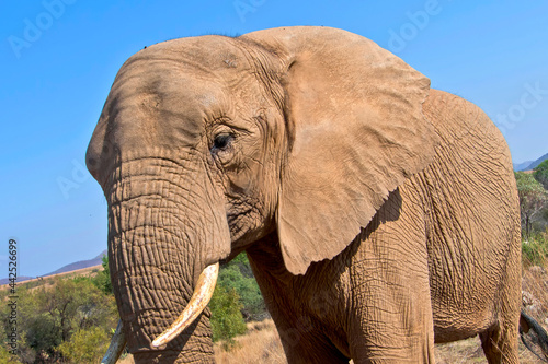Elephant, Loxodonta africana, Wildlife Reserve, South Africa, Africa