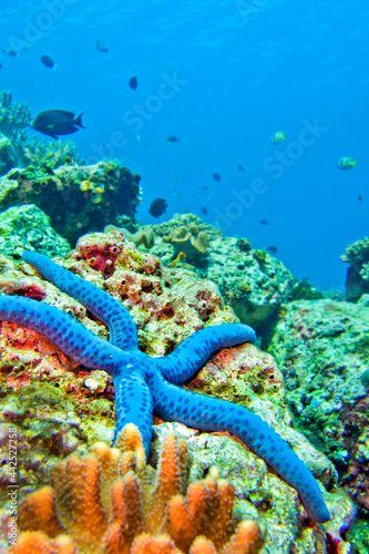 Blue Sea Star, Unckia laaevigata, Starfish, Lembeh, North Sulawesi, Indonesia, Asia
