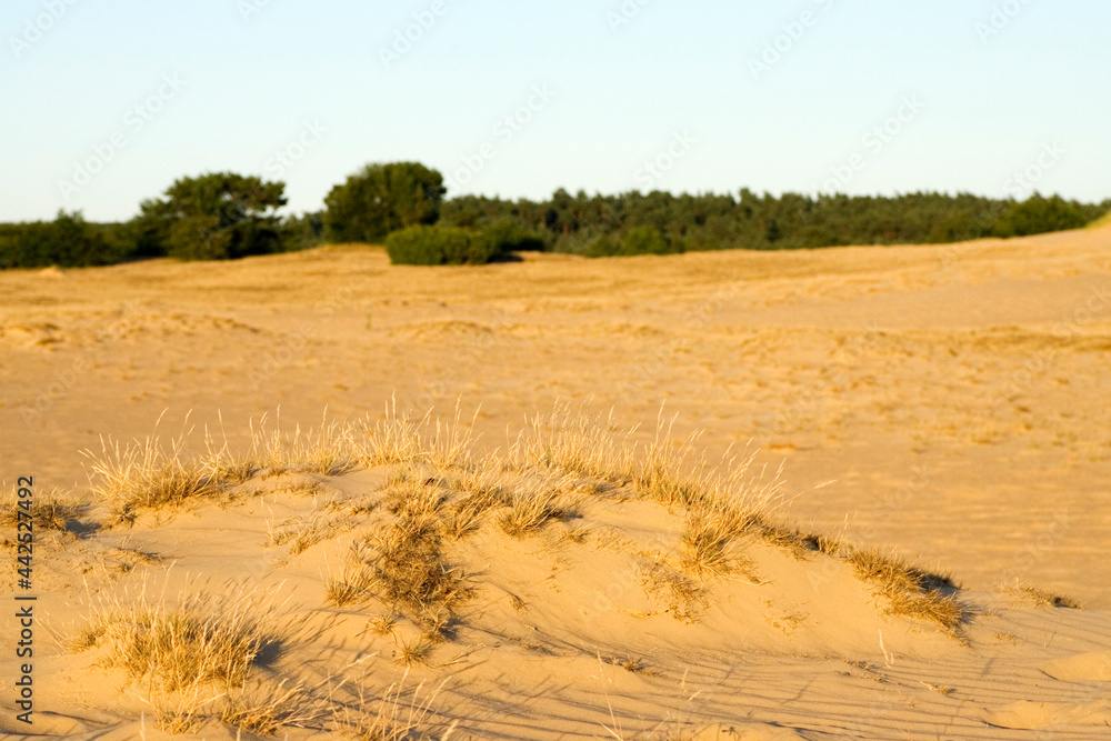 Kootwijkerzand, Kootwijk, Veluwe, Netherlands Kootwijkerzand, Kootwijk, Veluwe, Netherlands