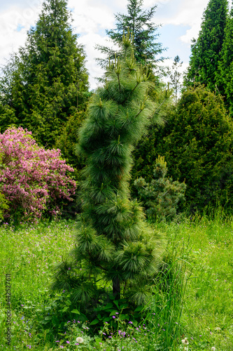 High resolution vertical photo tall lonely bush in green garden.