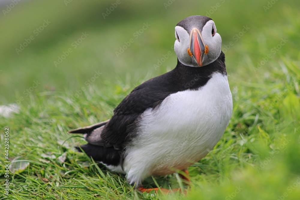 Puffin with grass on Mykines Island on Faroe Islands, Denmark Puffin with grass on Mykines Island on Faroe Islands, Denmark