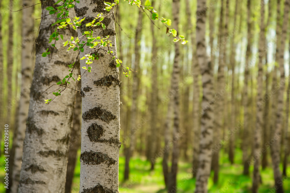 Obraz premium Two birch trees close up. Birch grove in sunlight blurred background. Walking day in woodland banner with copy space. Autumn yellowish tree leaves in birch forest.
