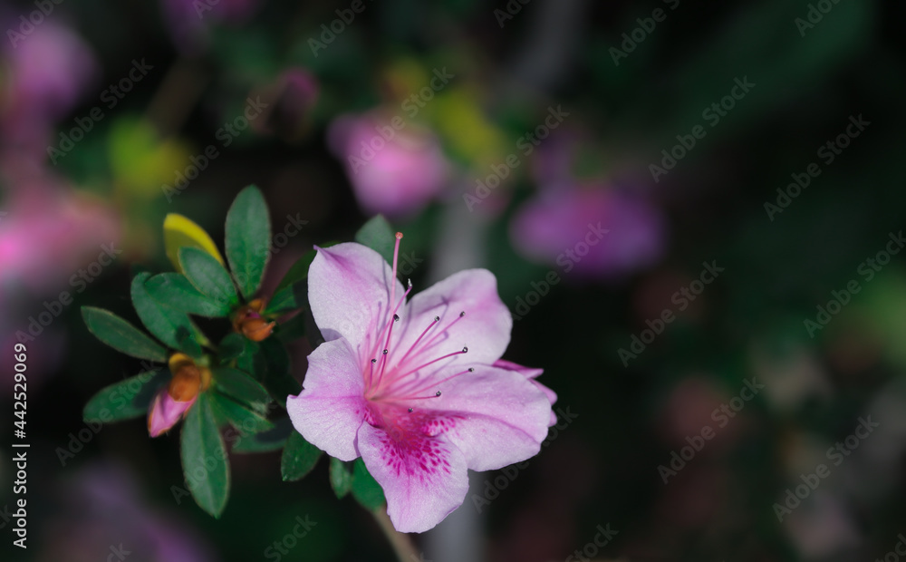 azalea mauve flower with green leaves. Beautiful bloom of amaryllis flower named flamenco queen azalea mauve flower with green leaves. Beautiful bloom of amaryllis flower named flamenco queen