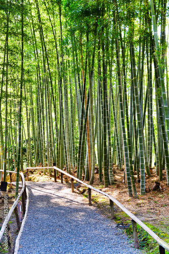                                                                         Beautiful Japanese bamboo forest at Kodaiji Temple  Kyoto  Kyoto City  Japan 