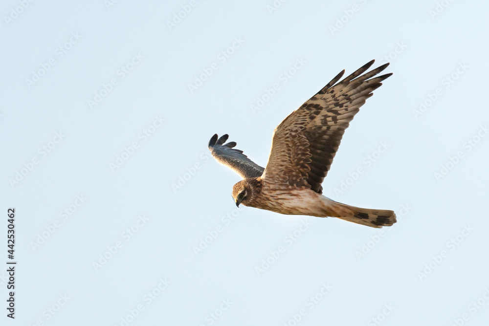 Ταπετσαρία Steppekiekendief, Pallid Harrier, Circus macrourus