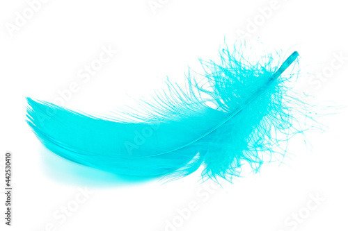 Bright blue feather isolated on the white background
