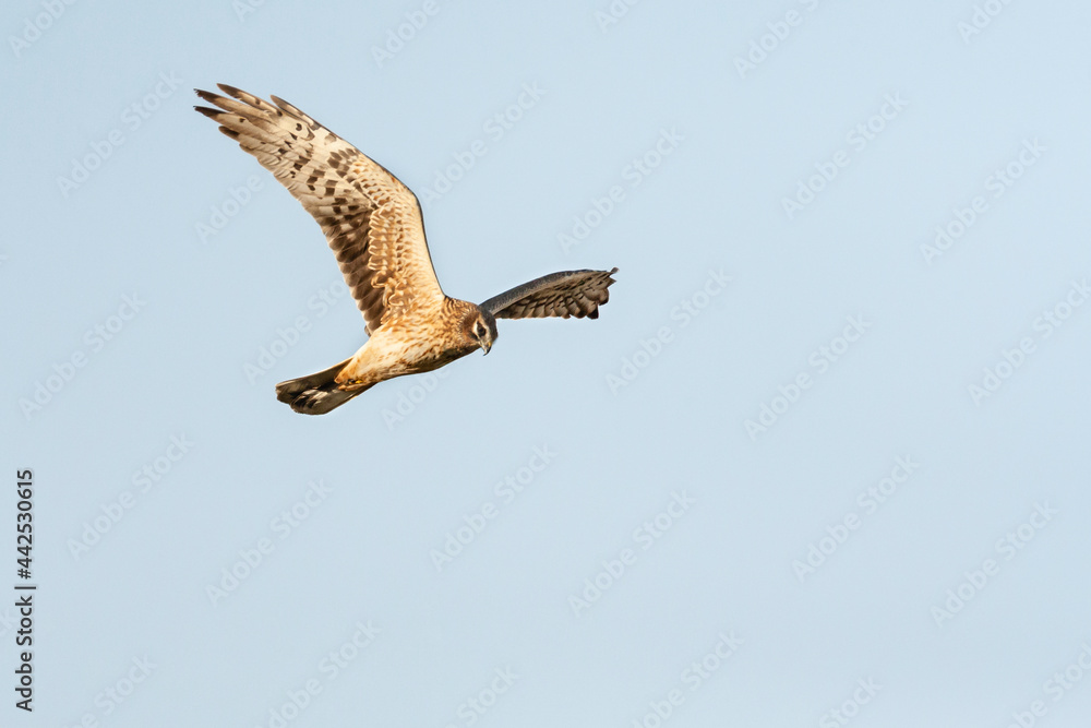 Fototapeta premium Steppekiekendief, Pallid Harrier, Circus macrourus