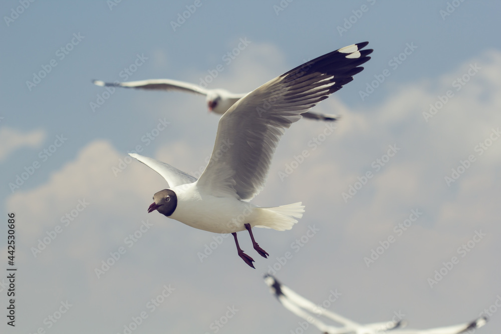 Fototapeta premium Flock of seagulls