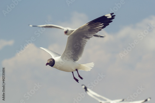 Flock of seagulls