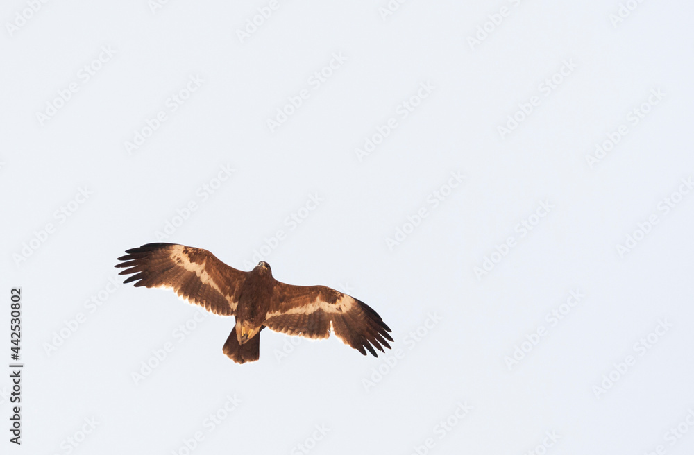 Fototapeta premium Steppearend, Steppe Eagle, Aquila nipalensis