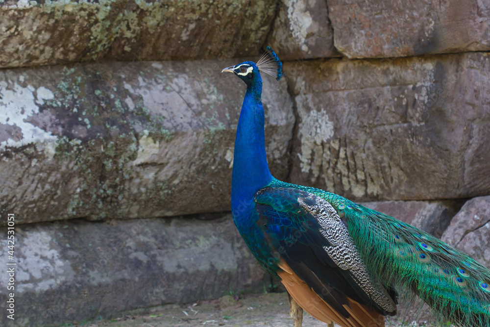 Obraz premium Peacock