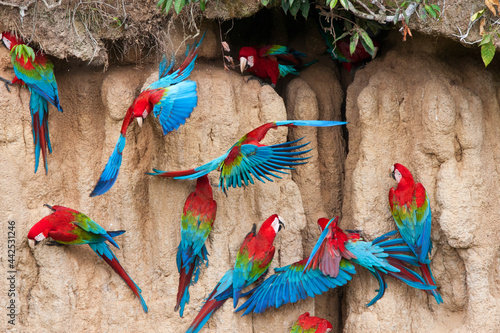 Groenvleugelara, Red-and-green Macaw, Ara chloropterus photo