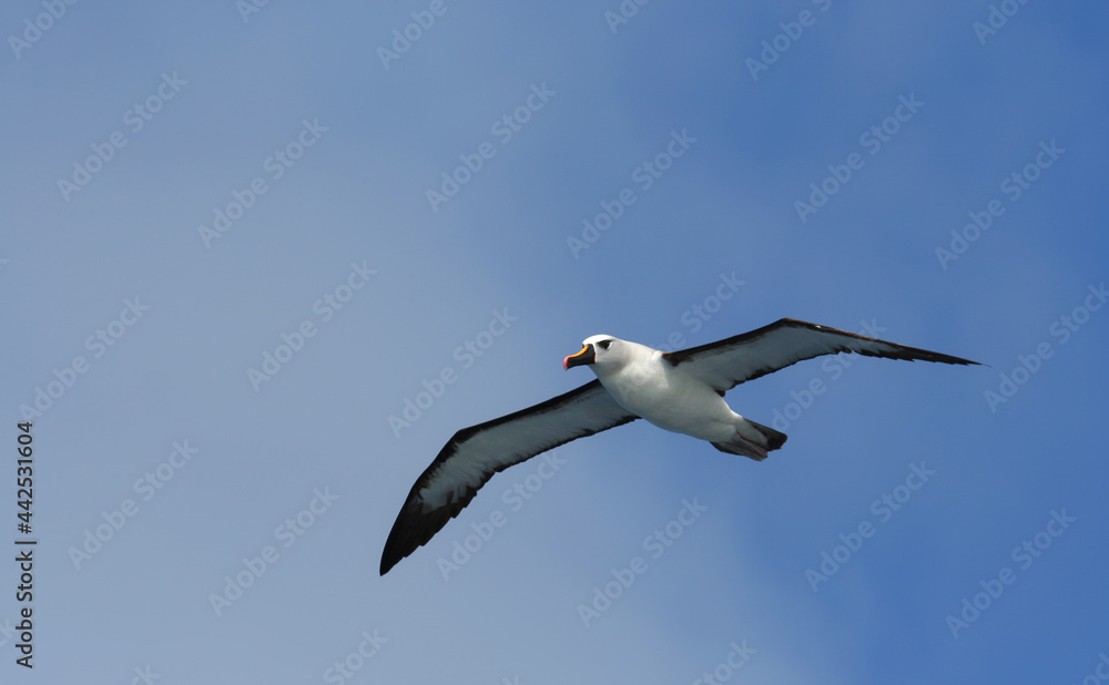 Atlantische Geelsnavelalbatros, Atlantic Yellow-nosed Albatross Atlantische Geelsnavelalbatros, Atlantic Yellow-nosed Albatross