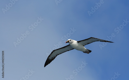 Atlantische Geelsnavelalbatros, Atlantic Yellow-nosed Albatross photo