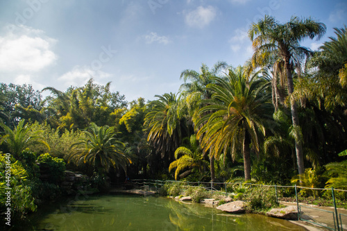 Pond and palm trees of tropical garden in Yarkon park, Tel Aviv, Israel