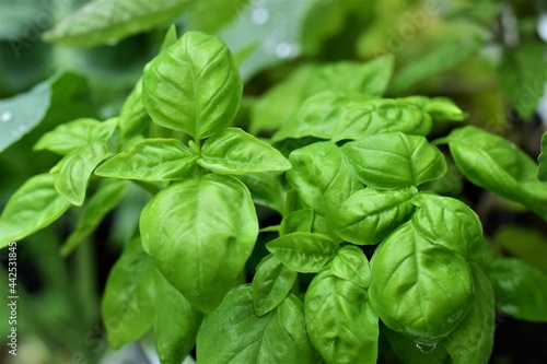 Close up of wet basil against a blurred background after rain