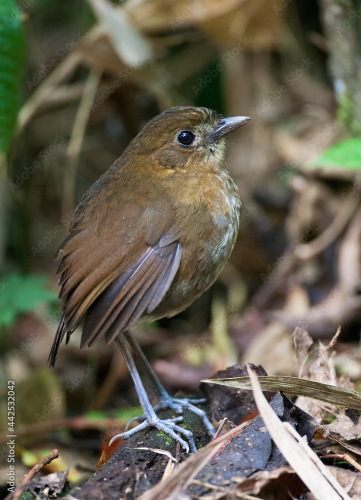 Caldasmierpitta, Brown-banded Antpitta, Grallaria milleri