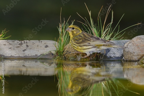  European Serin, Serinus serinus by the water with stones and grass. Reflection on the water. Moravia. Europe. photo