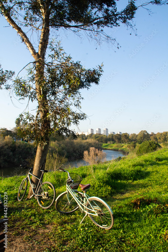 Bicycle and a tree in front of the Yarkon river, Tel Aviv, Israel