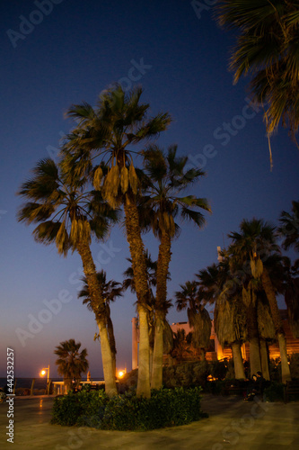 Palm trees of the Tel Aviv beach promenade at night