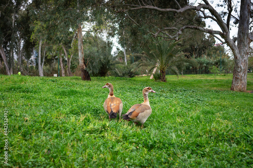 Fototapeta Naklejka Na Ścianę i Meble -  Two ducks walking in HaYarkon park, Israel