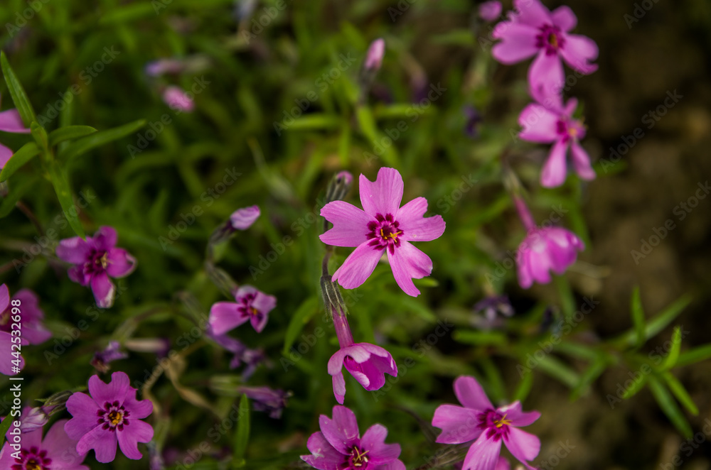 Flowers in the garden Flowers in the garden
