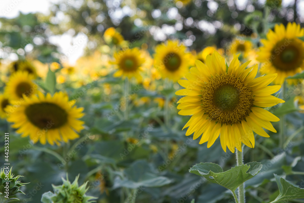 Sunflower Sunflower