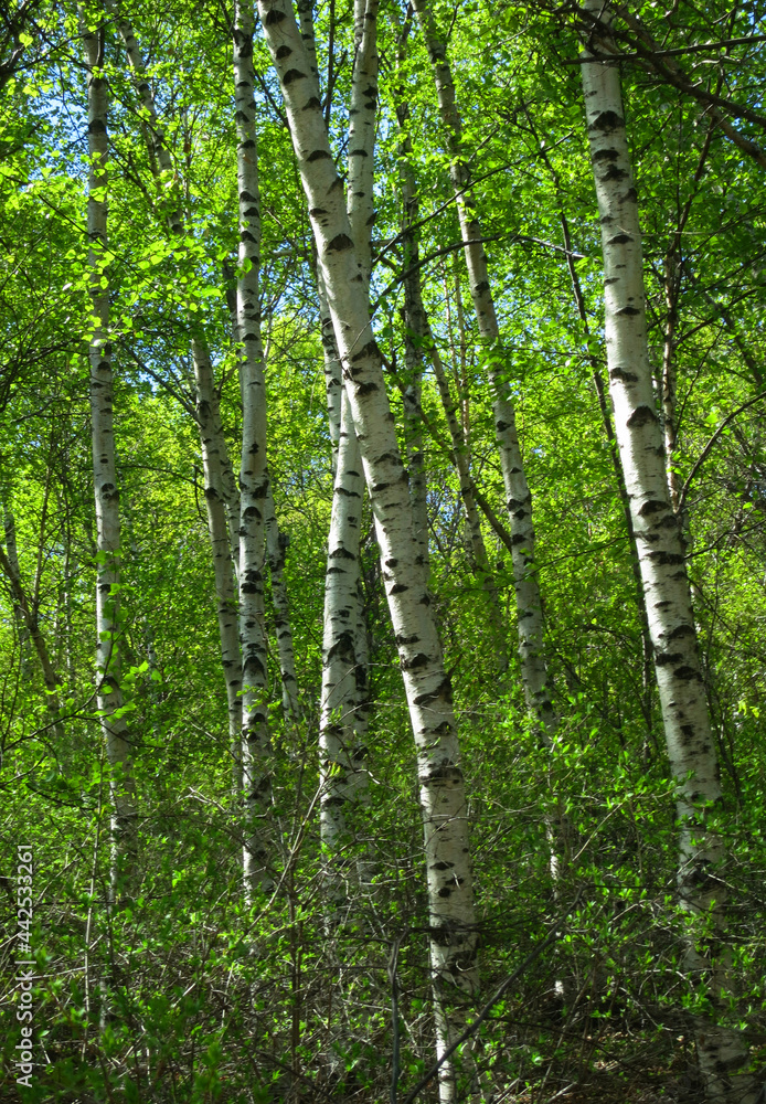 Berkenbos; Birch forest at Old Peak, Hebei, China Berkenbos; Birch forest at Old Peak, Hebei, China