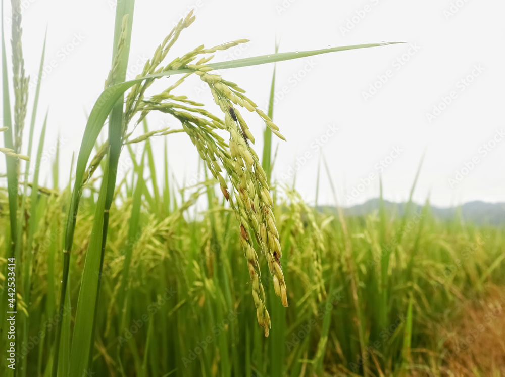 Naklejka premium green grass on a white background