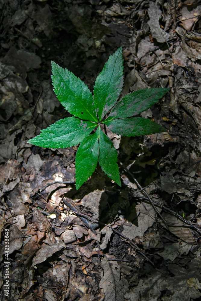 tiny tree seedling in forest tiny tree seedling in forest