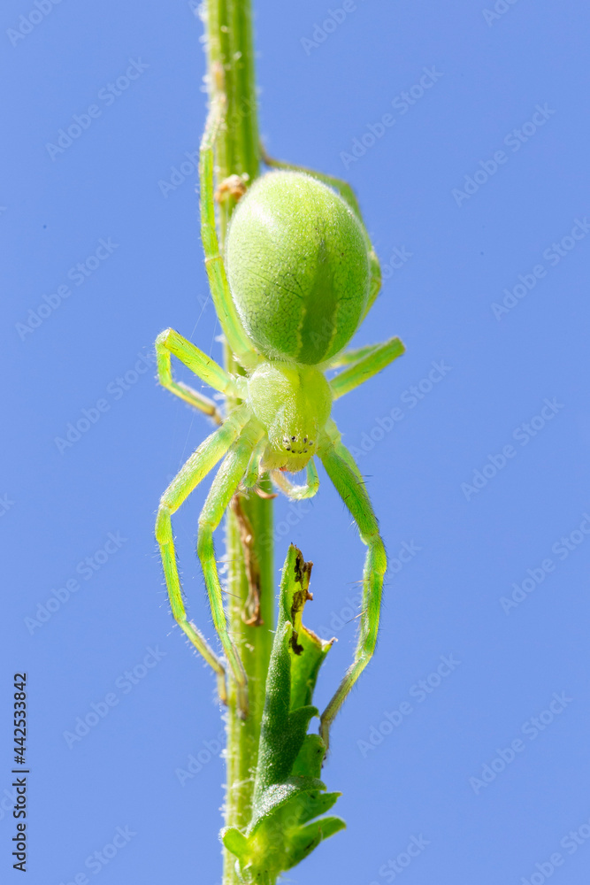 Female of green huntsman spider (Micrommata virescens) close up. Micrommata