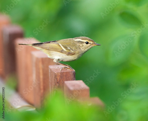 Bladkoning, Yellow-browed Warbler, Phylloscopus proregulus photo