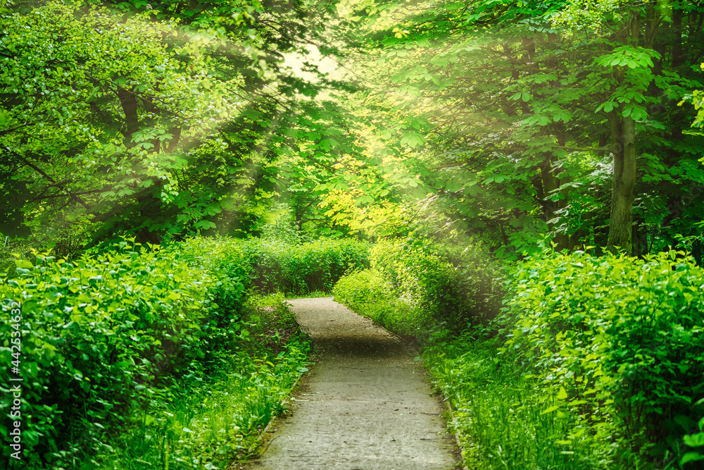 Fototapeta premium The path in the summer park. Empty green forest with a walking path. Relaxing, pleasant landscape.