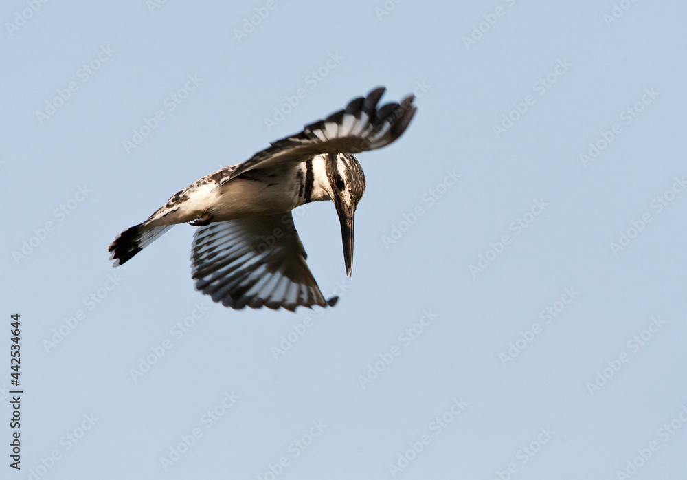 Obraz premium Bonte IJsvogel, Pied Kingfisher, Ceryle rudis