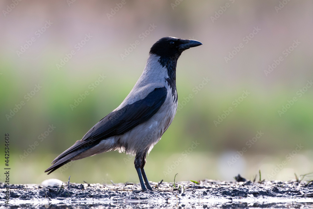 Bonte Kraai, Hooded Crow, Corvus cornix Bonte Kraai, Hooded Crow, Corvus cornix