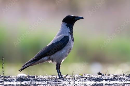 Bonte Kraai, Hooded Crow, Corvus cornix © AGAMI