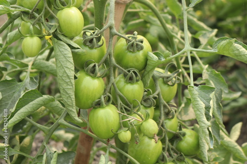 Wallpaper Mural : Bunch of tomatoes green surrounded by green leaves Torontodigital.ca