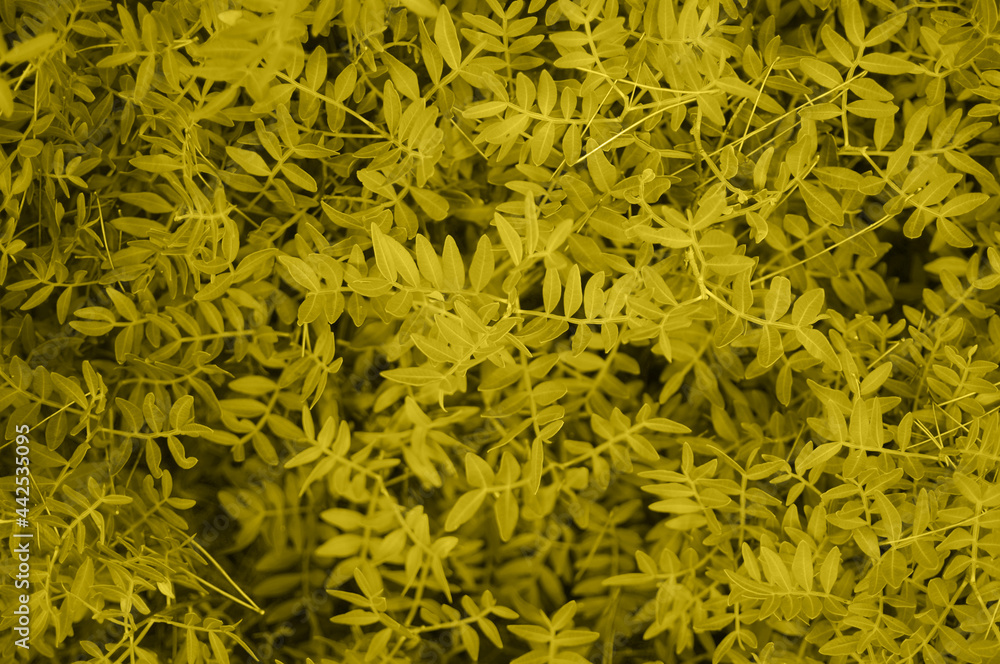 Interesting plants background.Color 2021 illuminating yellow and ultimately gray Interesting plants background.Color 2021 illuminating yellow and ultimately gray