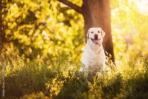 Active, smile and happy purebred labrador yellow dog sit in grass park on sunset summer day. Concept golden retriever relax of life adventure