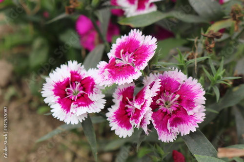  Dianthus Chinensis Flowers. beautiful nature and flower.