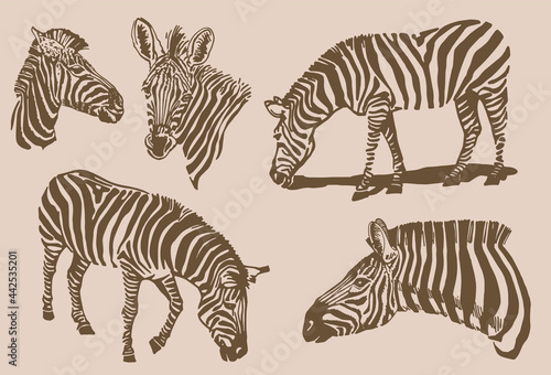 Sepia illustration graphical vintage collection of zebras