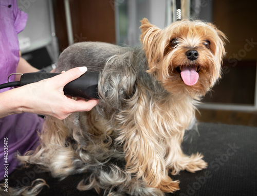 Animal groomer shaved dog with electric shaver machine in groomer cabinet at vet clinic.Take care of your dog in grooming salon.Professional pet stylist cut hair on yorkshire terrier puppy. 