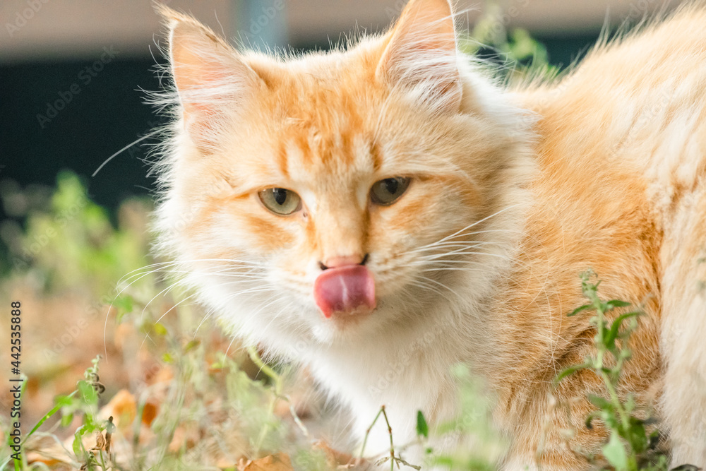 Young cat licks its nose
